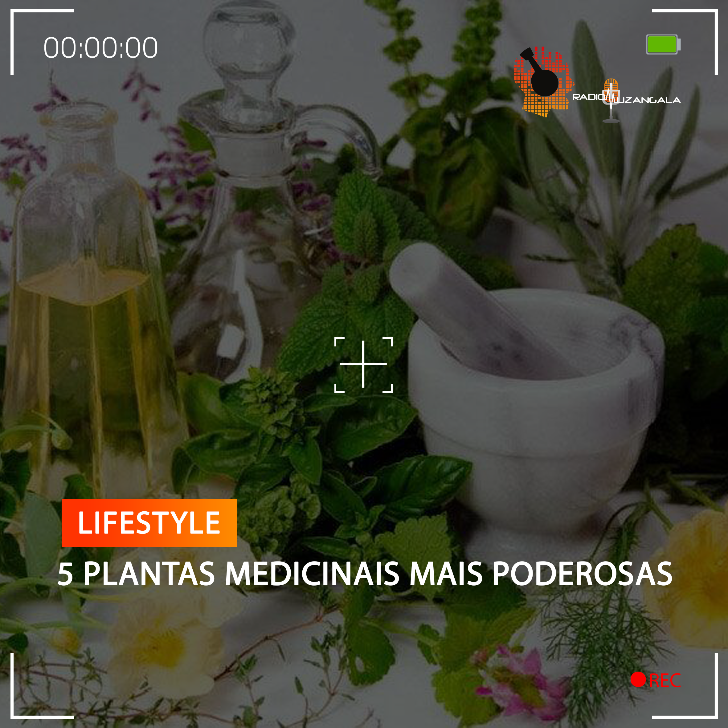 5 PLANTAS MEDICINAIS MAIS PODEROSAS