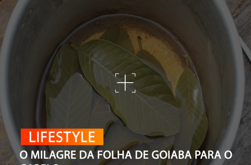  O MILAGRE DA FOLHA DE GOIABA PARA O CABELO